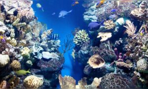 Künstliches Riff aus Zementreifen: 1978 ins Meer geworfen, beherbergt heute Fische, Hummer und weitere Meeresbewohner