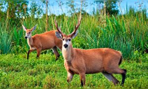 Nur 70 Kilometer von Buenos Aires entfernt: Dieser Nationalpark schützt 5.200 Hektar Feuchtgebiete und beherbergt Südamerikas größten Hirsch