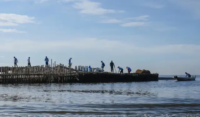 Colocación de redes de fibra de coco junto a bolsas de conchas de ostras en un rompeolas. Foto: AFP Colocación de redes de fibra de coco junto a bolsas de conchas de ostras en un rompeolas. Foto: AFP